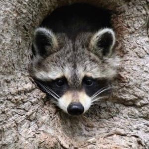 Meet your Posher, Ty